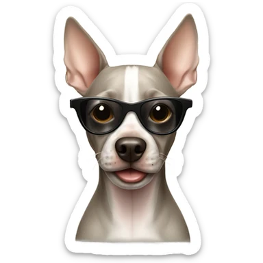 American Hairless Terrier with sunglasses  sticker