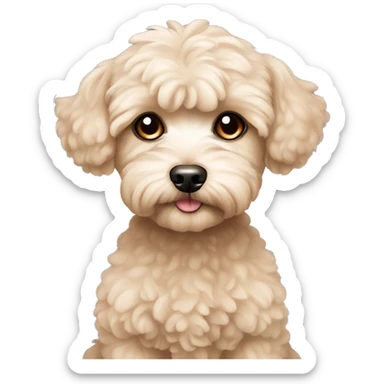 Dog maltipoo, beige color, pretty eyes  sticker