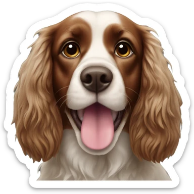 Springle spaniel hembra de 10 años sticker