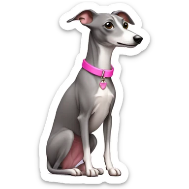 Grey Italian greyhound wearing pink collar sticker