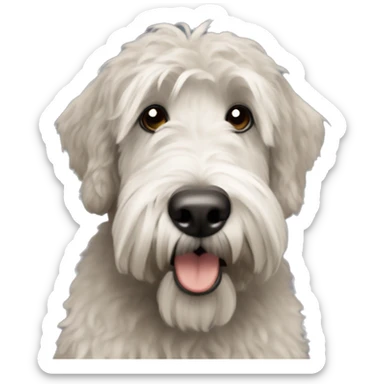 Grey whoodle with wheaten terrier sticker