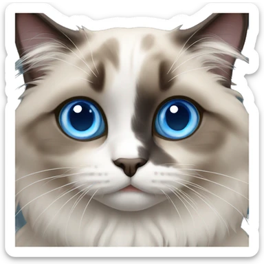 Ragdoll cat with blue eyes sticker