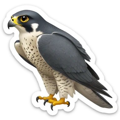 Peregrine Falcon sticker