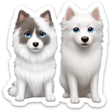 One white Japanese spitz with brown eyes and one grey ragdoll cat with blue eyes ￼ sticker