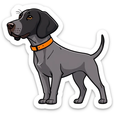 black german shorthair pointer with a orange collar hunting sticker