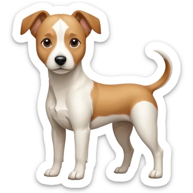 a full body facing front on of a buff white beagle cross jack russell terrier looking dog the size of a kelpie with light brown long ears resting on its face and a light brown patch above one eye and a large snout. the rest of the dog is completely white.  sticker