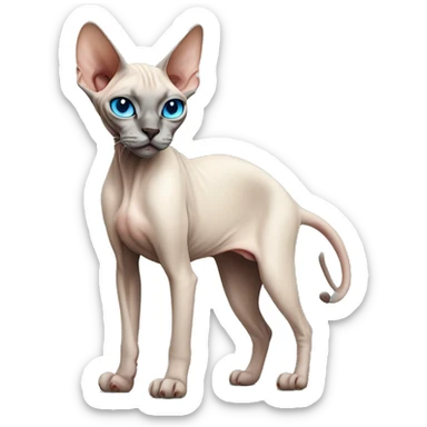 Siamese Sphynx  cat with blue eyes full body sticker