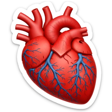 Anatomy heart sticker