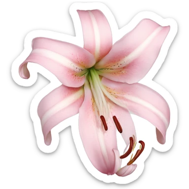 light pink lilium sticker