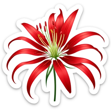 a beautiful spider lily Japanese  sticker