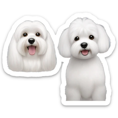 One white bichon Maltese next to a white bichon havanese with grey ears  sticker