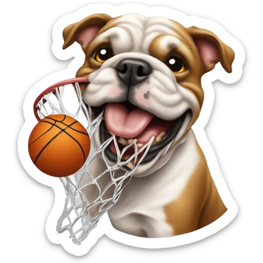 English bull dog chomping a basketball net  sticker