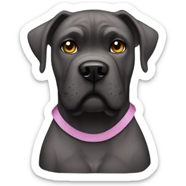 A Cane Corso with scars and band-aids. sticker