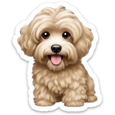 Light brown wavy haired havanese poodle sticker