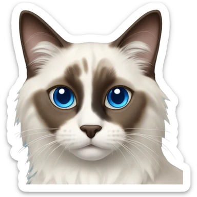 Ragdoll cat - dark brown face and ears, blue eyes, white nose, off white body and dark brown tail sticker