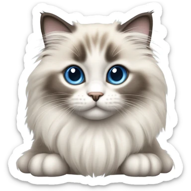 fluffy Ragdoll kitten  sticker