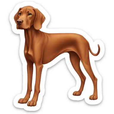 Old Vizsla dog. Standing. Side view. Looking forward.  sticker