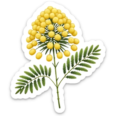 Mimosa flower  sticker
