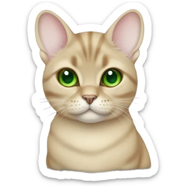 British chinchilla gold cat with green eyes  sticker