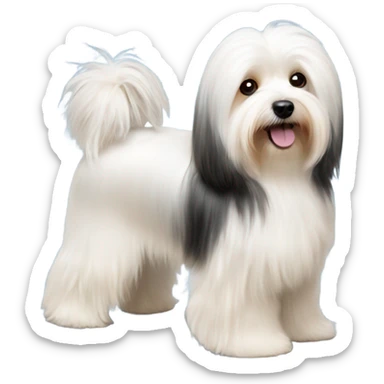 Side view of Havanese long har all the way down to the floor at a dog show  sticker
