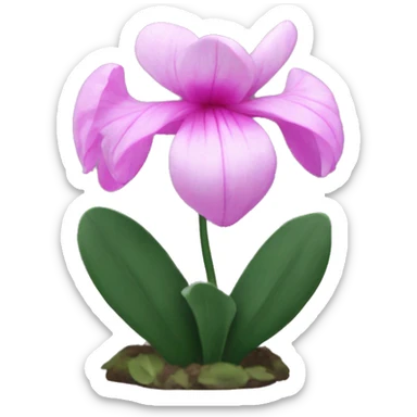 cyclamen flowrer sticker