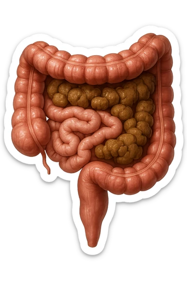 intestino umano anatomico realistico con feci spezzettate iperrealistiche nel colon sticker