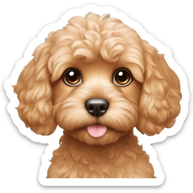 Cavoodle's face and shoulders are covered in light apricot fur, with subtle cream highlights around the eyes and on the lower parts of the face, giving it a warm, expressive look. sticker