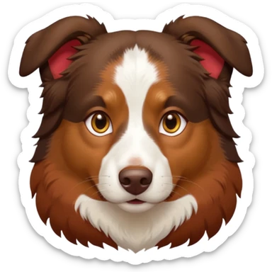 A tri color Australian shepherd with a chocolate brown base coat, red/gold fur on his eyebrows and snout/cheeks, a white chest, and gold eyes. No white on his face, only brown and gold. sticker