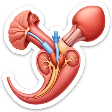 human female reproductive system diagram educational sticker