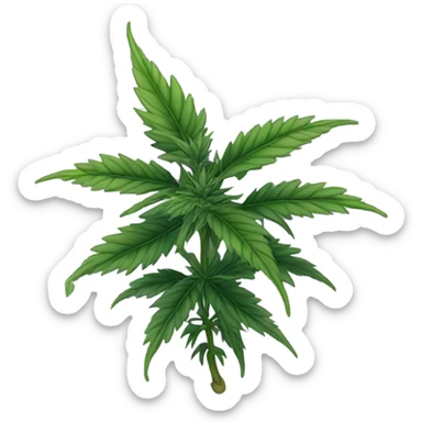 Purple Marijuana plant  sticker