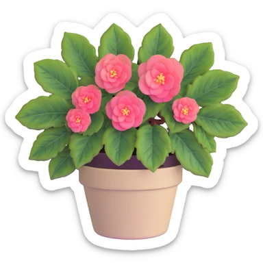 Begonia Rex with greenish-purple spiral center leaves in a beige pot sticker