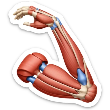 Elbow muscle anatomy sticker