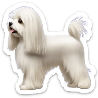 Side view of Havanese with long hair all the way down to the dogs feet at a dog show  sticker