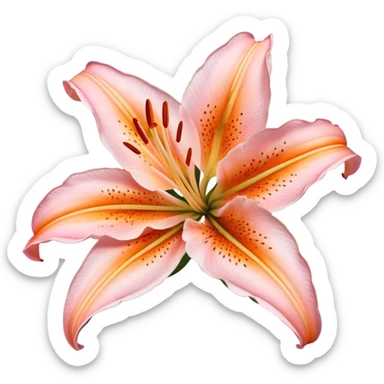 light pink and orange oriental lily flower sticker