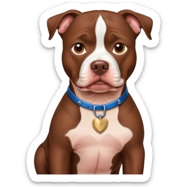 chocolate pitbull dog with white chest in redneck short sticker