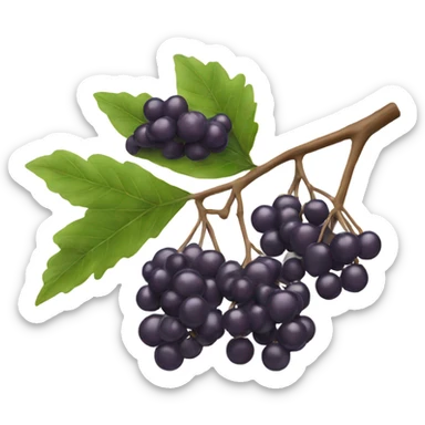 elderberry on a branch sticker
