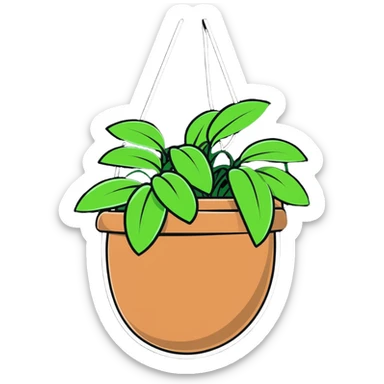 Plectranthus Verticillatus creeping charlie plant with trailing vines in a coconut fiber hanging basket sticker