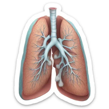 Lung anatomy  sticker