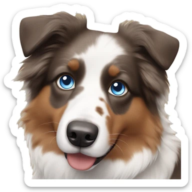 Australian shepherd with blue eyes, brown , black and white fur sticker