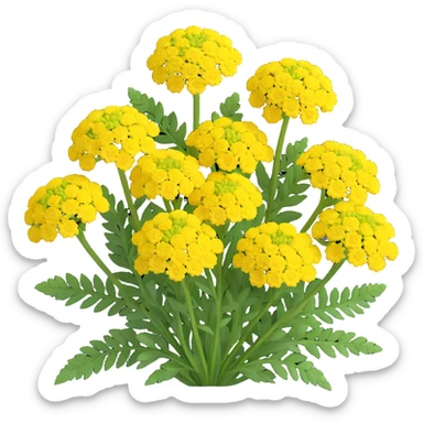 3D iOS style illustration of Achillea millefolium (common yarrow) with very voluminous, realistic yellow flower clusters and feathery green leaves, on a transparent background. sticker
