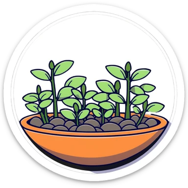 Shallow ceramic dish garden with Plectranthus Verticillatus sprouts featuring circular penny-shaped leaves arranged with decorative stones sticker
