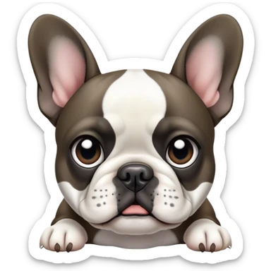 Little French bulldog. Color Mostly black with a little white on face and stomach sticker