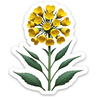 Rapeseed sticker