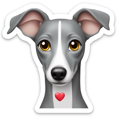 Grey Italian greyhound with heart sticker