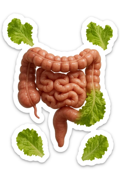INTESTINO ANATOMICO UMANO REALISTICO INSIEME A FOGLIE DI INSALATA CHE FLUTTUANO IN ARIA, IPERREALISTICO 4K sticker
