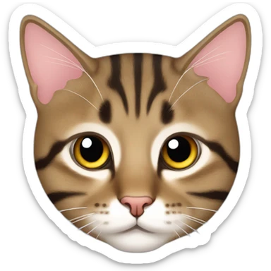 tabby cat face and tummy sticker