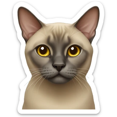 Burmese cat sticker