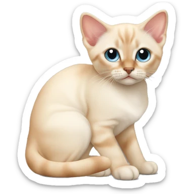 Flame point Siamese kitten sticker