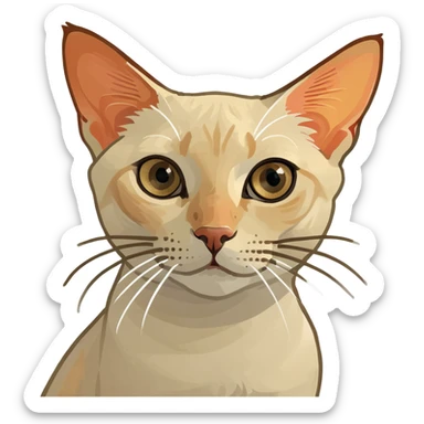 Cross eyed flame point Siamese shorthair  sticker