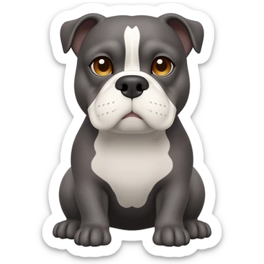 senior gray English bulldog, with small caramel details in eyebrows, white details in face, white chest, sitting in his paws. eyes are honey color sticker